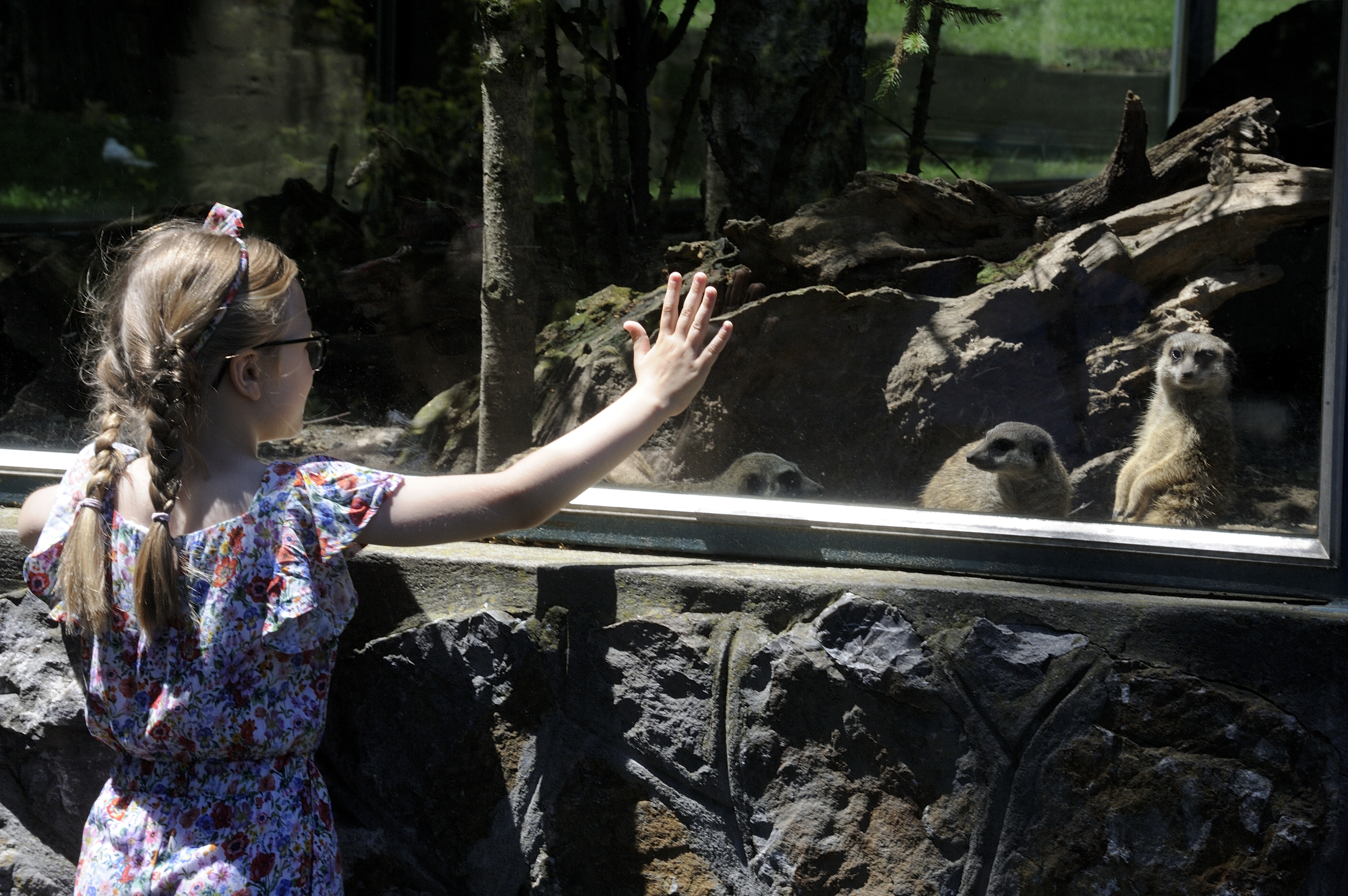 Дезобаријера на улазу, пунктови за дезинфекцију руку, маске само код рептила: У Зоо врту нема гужви и страха од короне